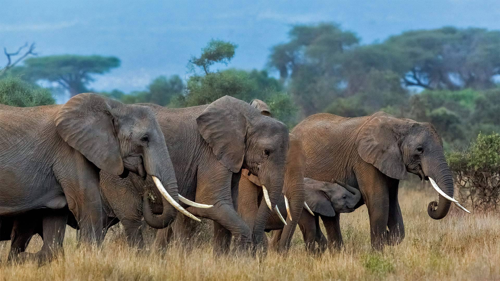 20220812 African elephants, Amboseli National Park, Kenya 1920x1080